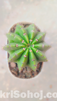 Cactus